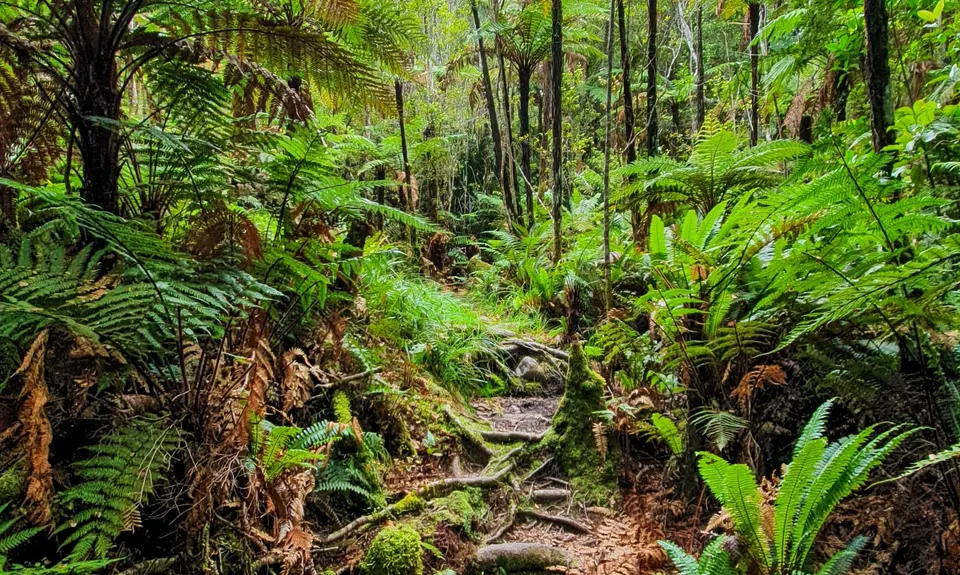 Lake Rochfort Ramble, West Coast