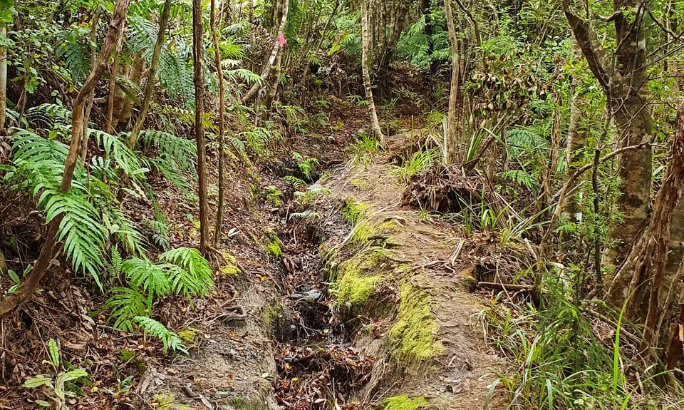 Lake Rochfort Ramble, West Coast