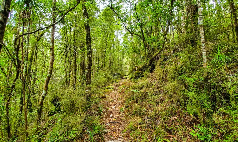 Lake Rochfort Ramble, West Coast
