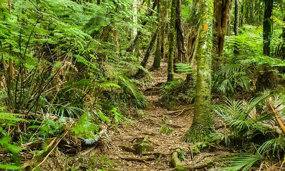 Aongatete Loop, Bay of Plenty