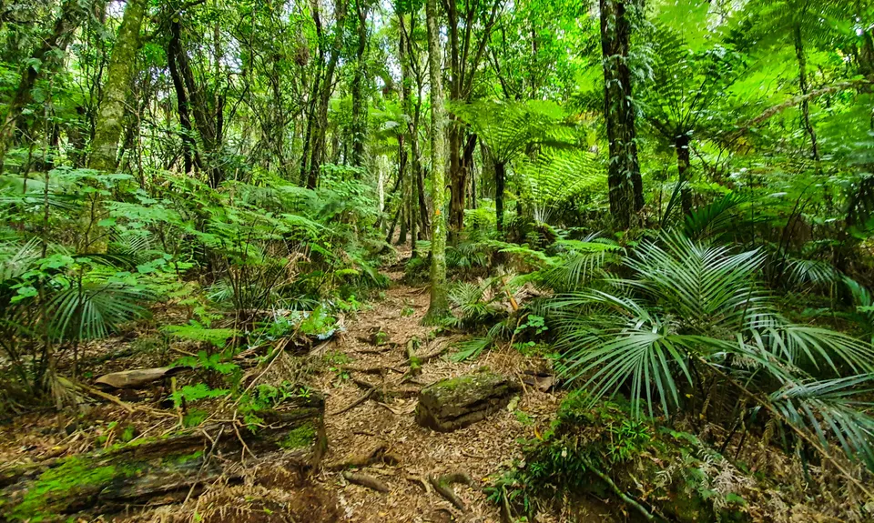Aongatete Loop, Bay of Plenty