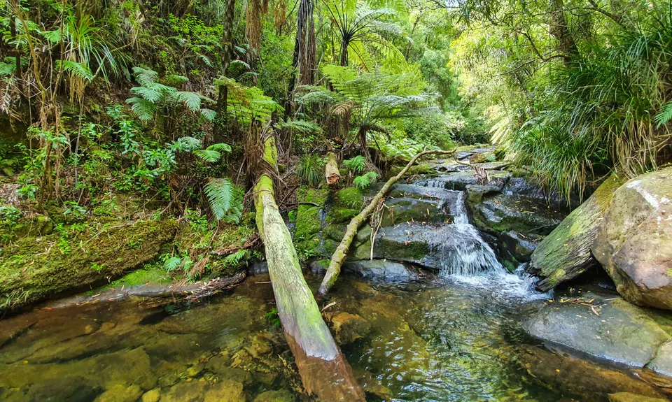 Aongatete Loop, Bay of Plenty