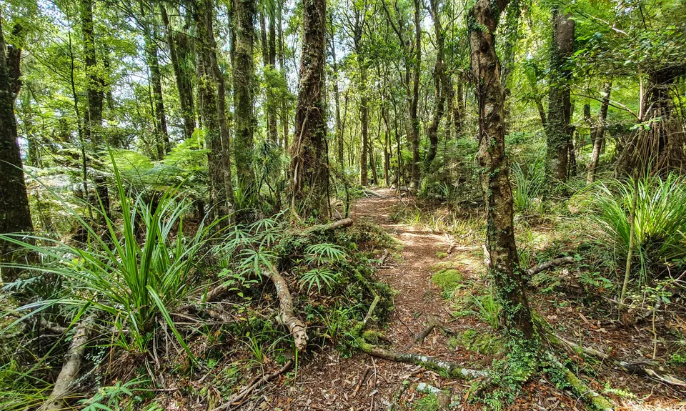 Aongatete Loop, Bay of Plenty