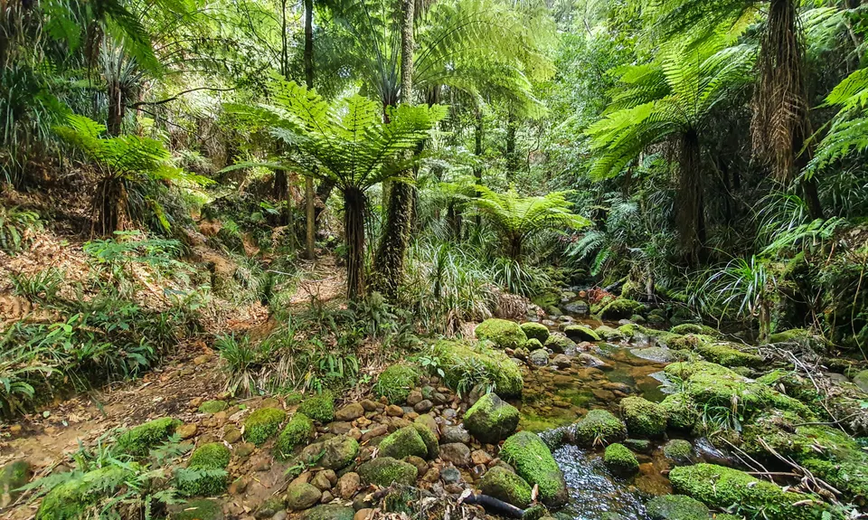 Aongatete Loop, Bay of Plenty