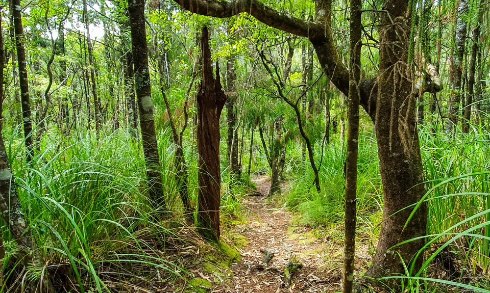 Aongatete Loop, Bay of Plenty