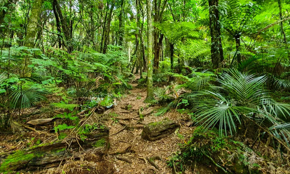 Aongatete Loop, Bay of Plenty