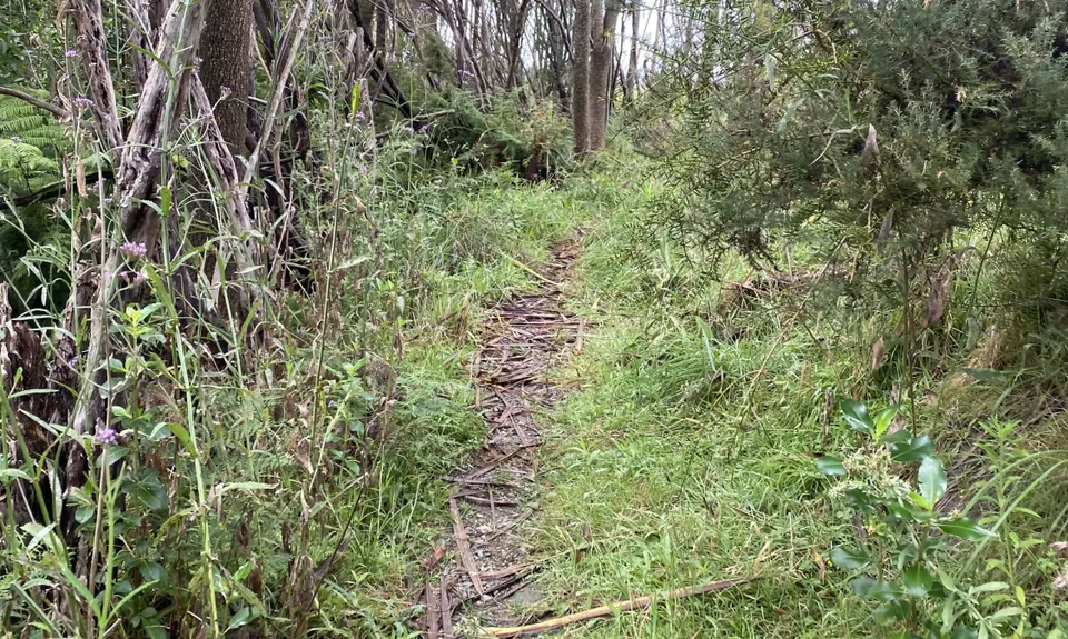 Puhinui - not just for Horses, Auckland