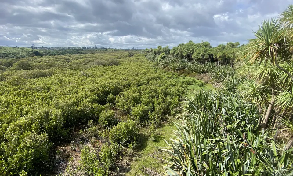 Puhinui - not just for Horses, Auckland