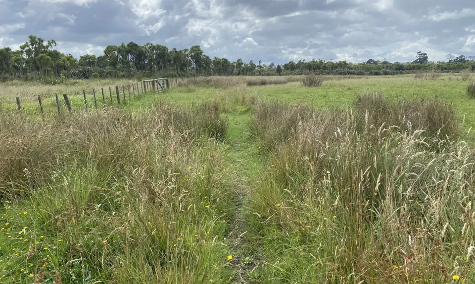 Puhinui - not just for Horses, Auckland