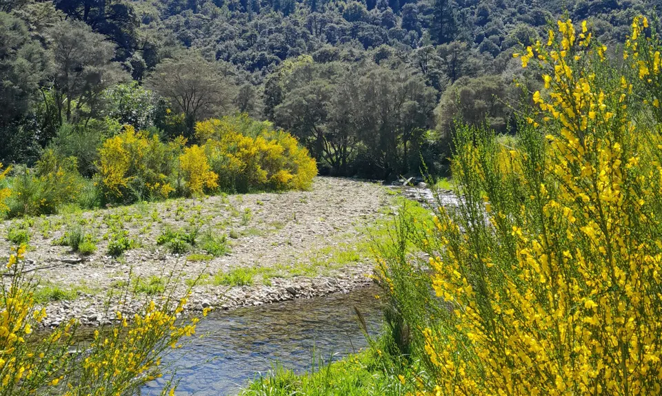 Pukaka Valley Track, Marlborough