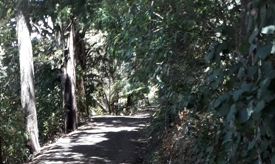 Pukemokemoke Loop, Waikato