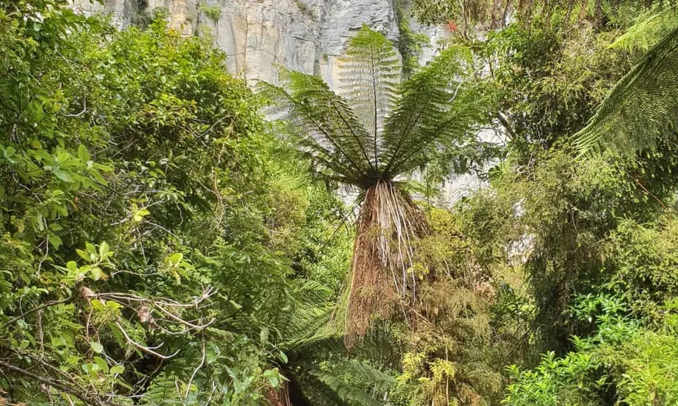 Punakaiki-Pororari loop, West Coast