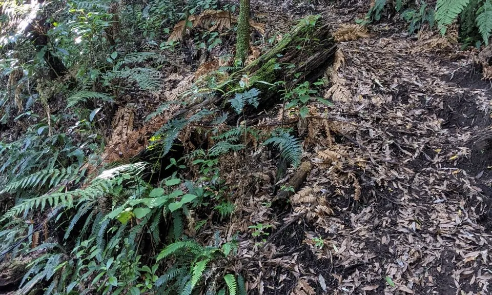 The Other Okataina Trails, Bay of Plenty