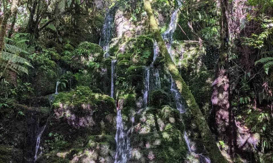 The Other Okataina Trails, Bay of Plenty