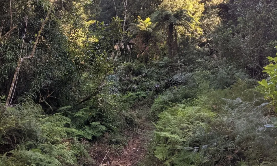 The Other Okataina Trails, Bay of Plenty