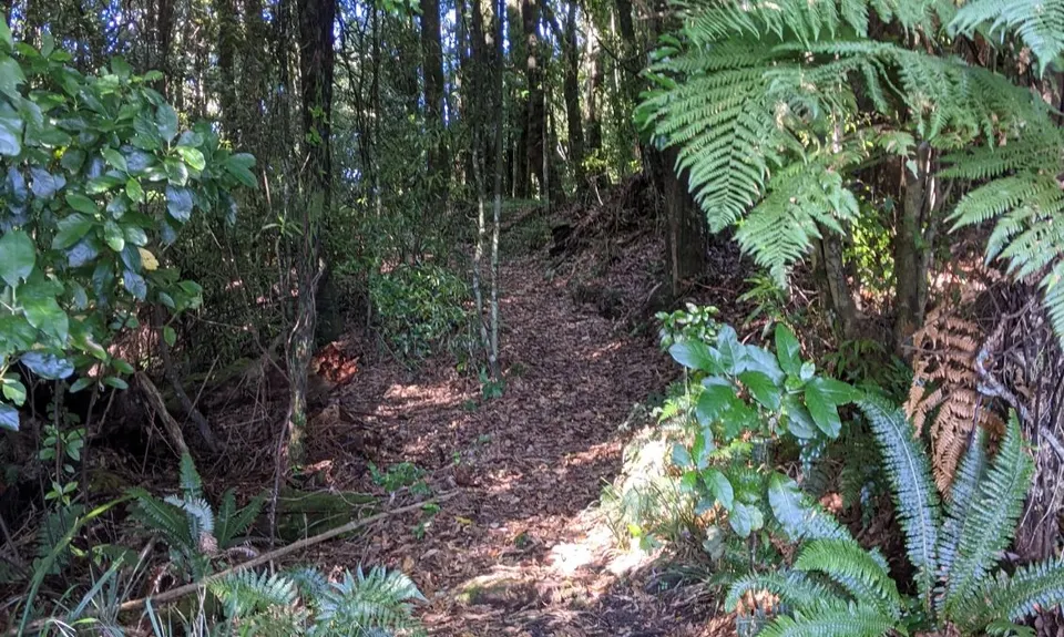 The Other Okataina Trails, Bay of Plenty