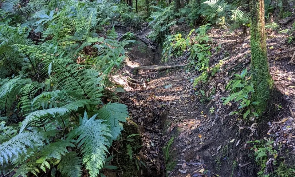The Other Okataina Trails, Bay of Plenty