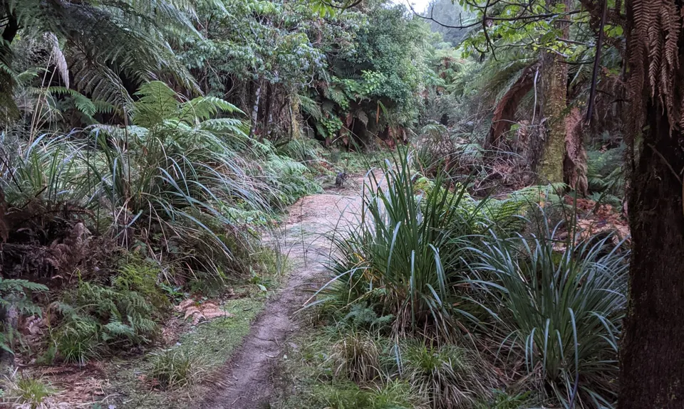 Valley of the Killer Zombie Wallabies, Bay of Plenty