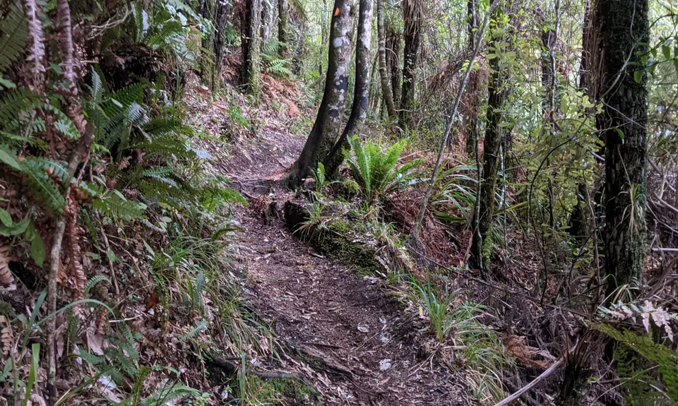 Valley of the Killer Zombie Wallabies, Bay of Plenty