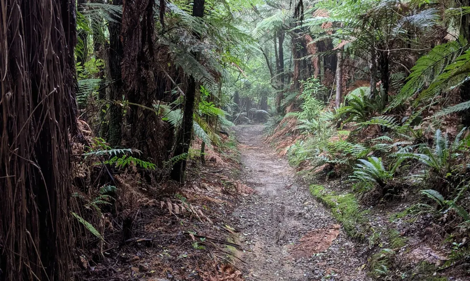 Valley of the Killer Zombie Wallabies, Bay of Plenty