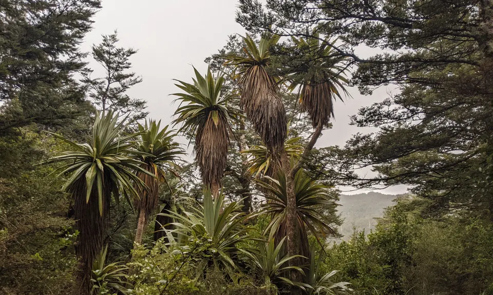 Hauhangatahi Wilderness, Manawatu - Wanganui