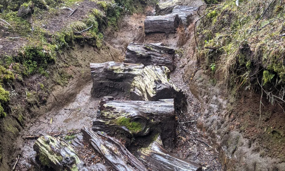Hauhangatahi Wilderness, Manawatu - Wanganui