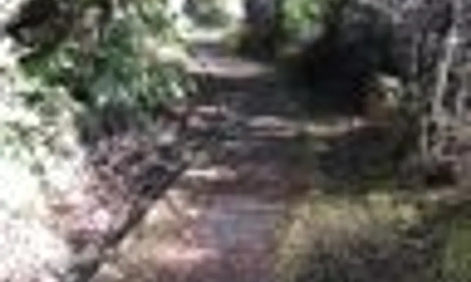 Whakapapanui Track, Manawatu - Wanganui