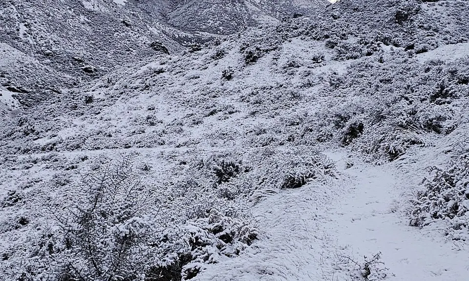 Rabbiting around Benmore, Canterbury