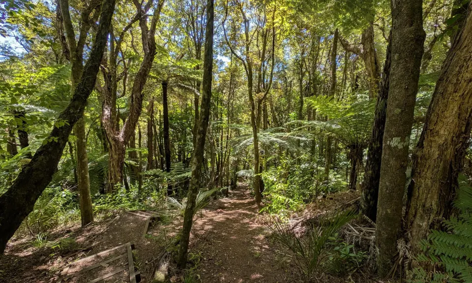Raglan Whāingaroa Beach and Bush, Waikato