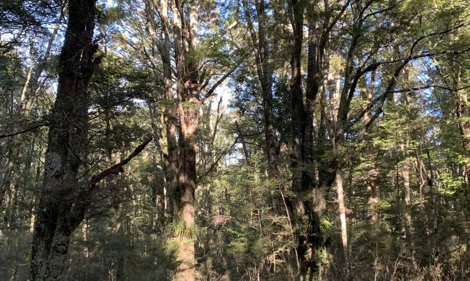 Rangataua Forest Lap, Manawatu - Wanganui