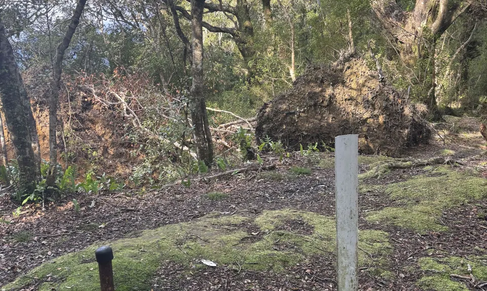 Rata Ridge, Wellington