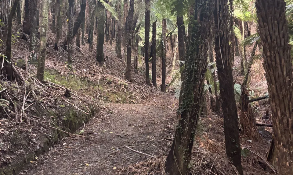 Rata Ridge, Wellington