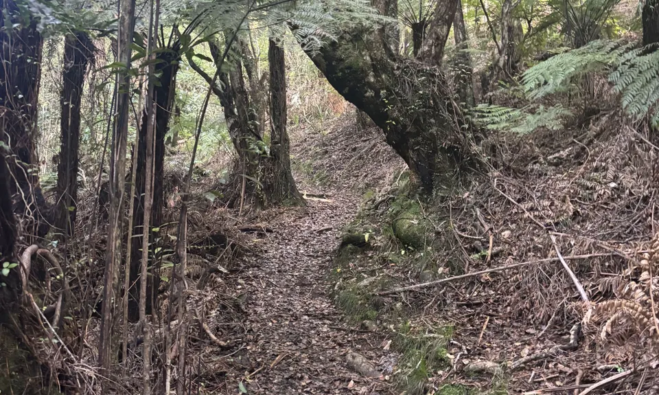 Rata Ridge, Wellington