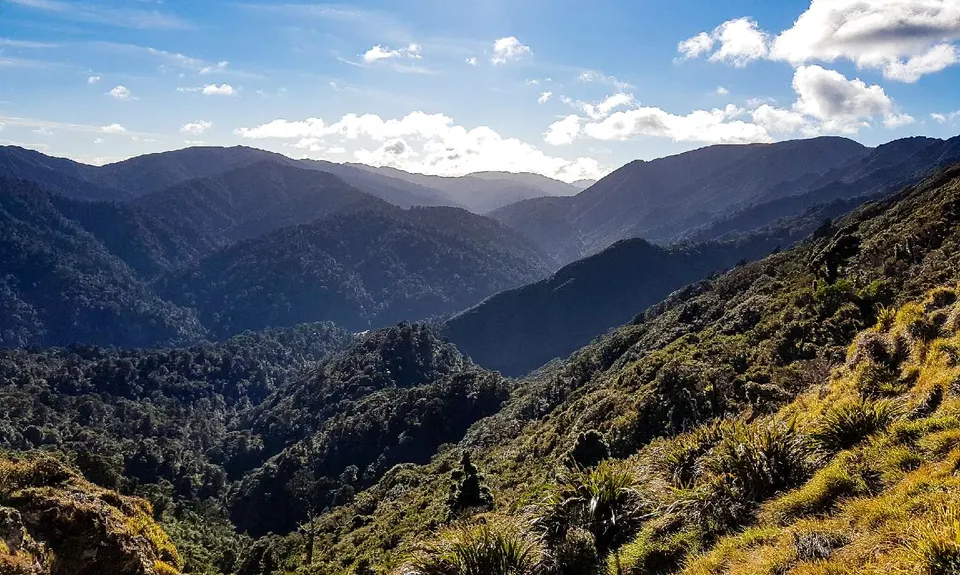 Mt Matthews, Wellington