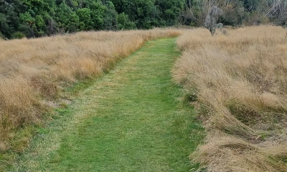 Rising Trout, Otago