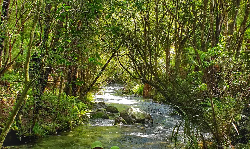 Maitai Cave Track, Nelson