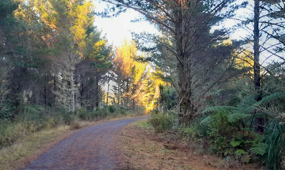 Riverhead Hourglass 10KM, Auckland