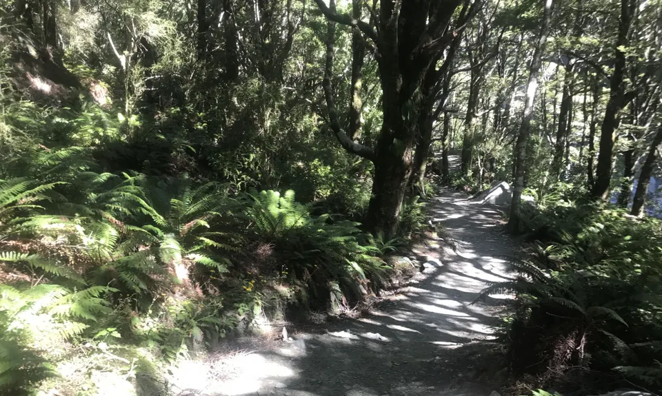 Rob Roy Glacier Track, Otago