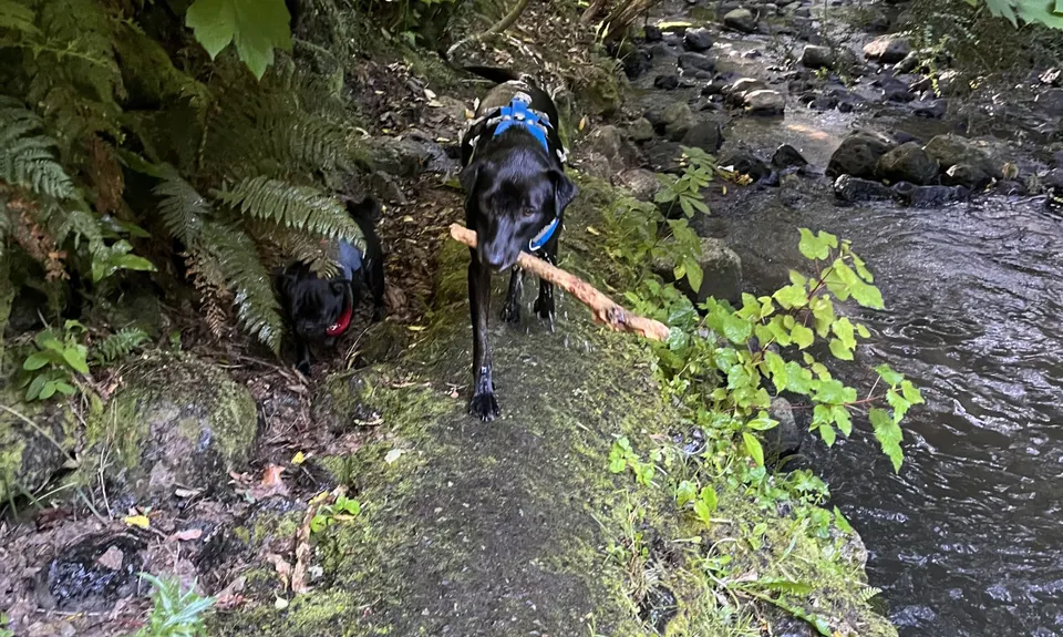 Ross, Pineapple, Frasers loop, Otago