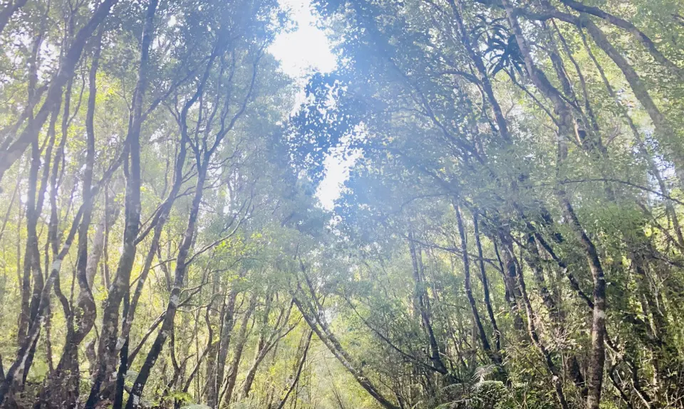 Ross to Hokitika, West Coast