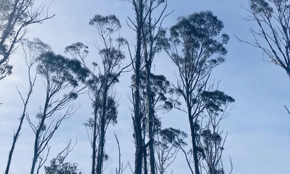 Ross to Hokitika, West Coast