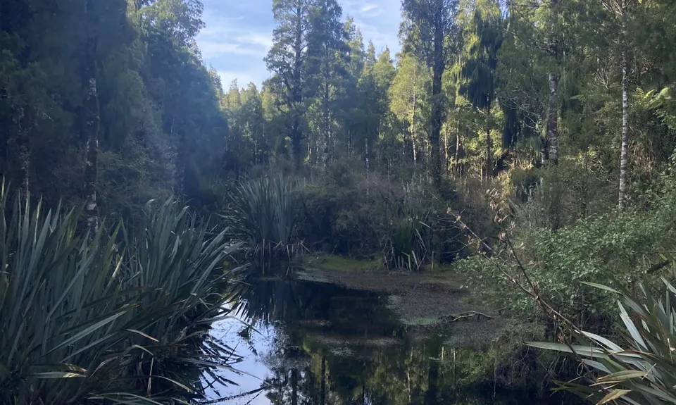 Ross to Hokitika, West Coast