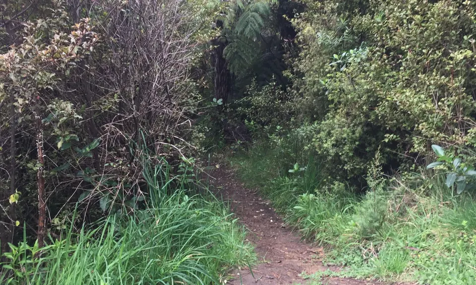 Matarangi & Rings Beach Loops, Waikato