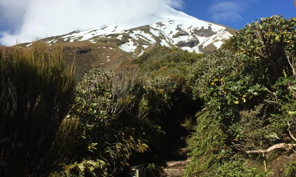 Holly Hutt Track, Taranaki