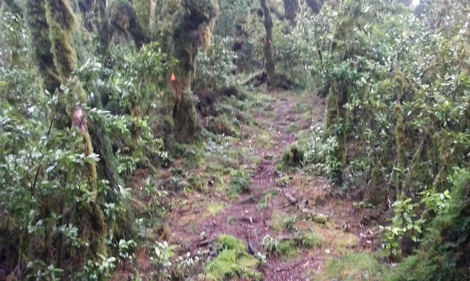 Mt Matthews, Wellington