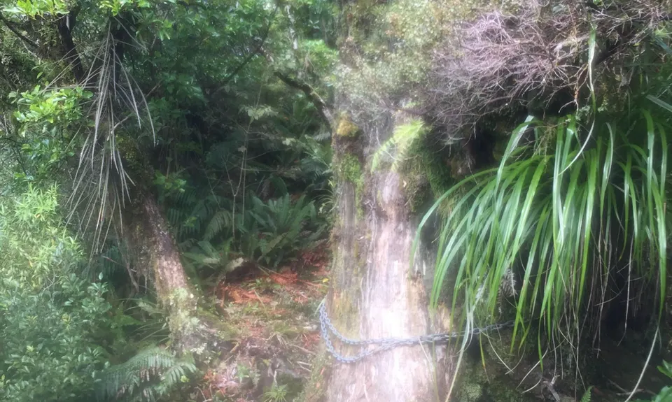 Kokowai Loop, Taranaki