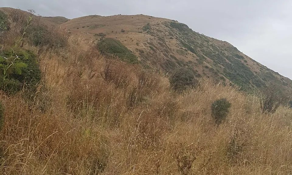 Escarpment Track, Wellington