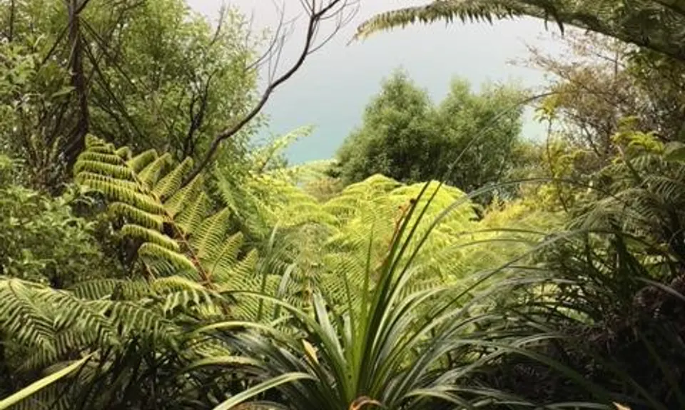 Archer Track, Marlborough