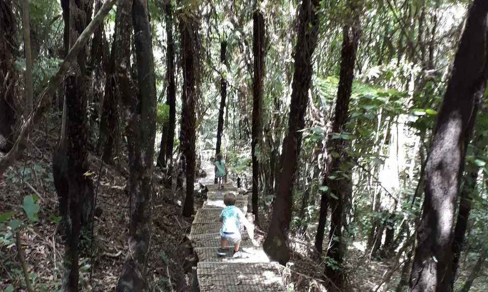 Pukemokemoke Loop, Waikato