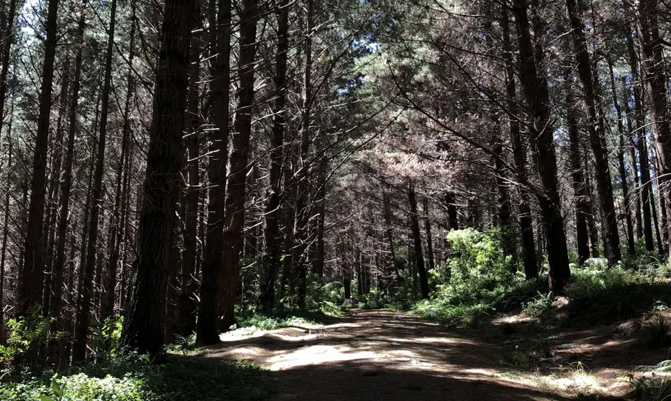 Levin Trig, Manawatu - Wanganui